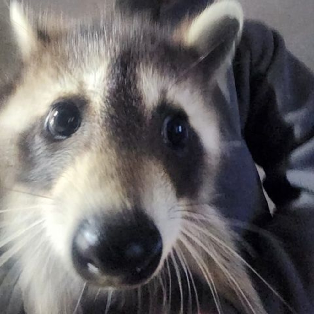 Meet your Posher, Macy